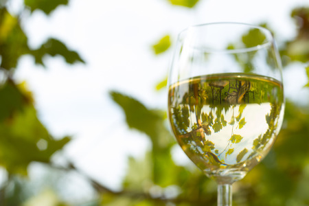 white wine in glass outside close up shootの写真素材