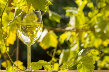 white wine in glass outside close up shoot