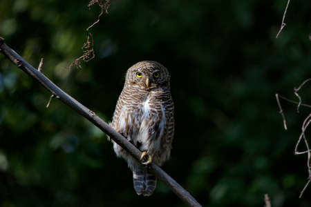 Owl sitting on a tree branch and gazing .