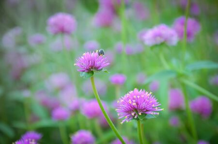 Little Pink flower with small insect.の写真素材