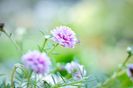 pink flower.の写真素材