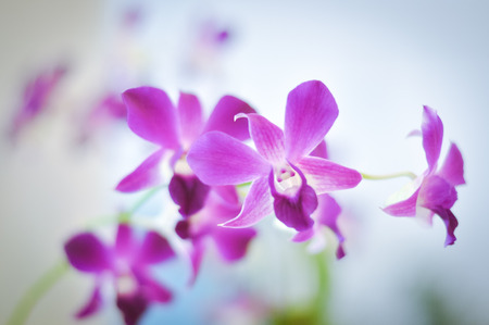 Purple Orchid flower.の写真素材