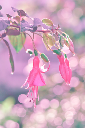 Pink flowers with morning light and lovely bokeh.の写真素材