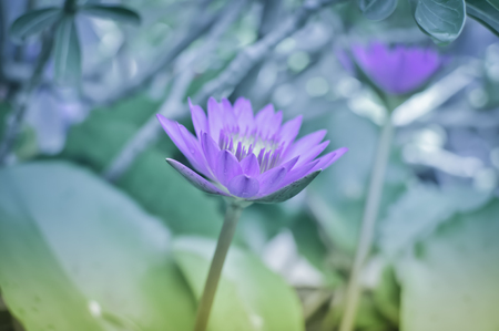 Purple lotus flower in tropical garden.の写真素材
