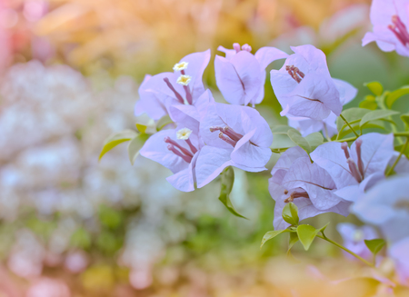 Purple flower in tropical garden.の写真素材