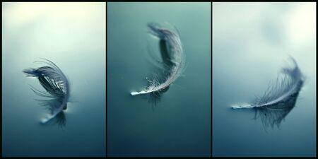 Duck feathers floating on the water surfaceの写真素材