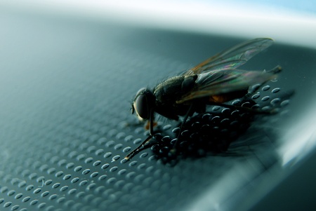Fly resting on laptop caseの写真素材