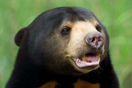 Image of sun bear.の写真素材