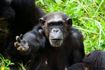 A chimpanzee is begging some food.