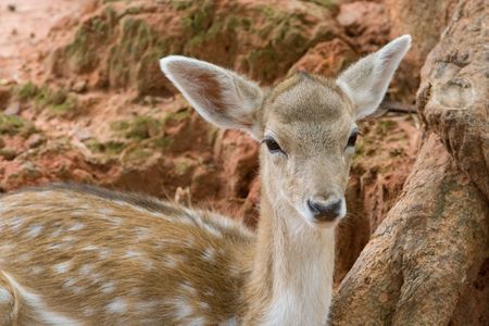 Image of a young deer lives in a zoo.の写真素材