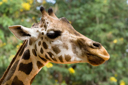 Image of giraffe lives in a zoo.の写真素材