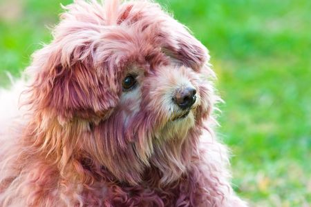 Image of a dog that is colored its hairの写真素材