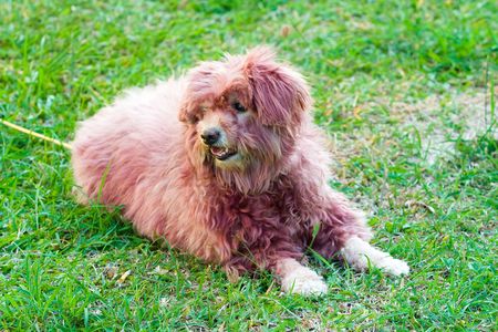 Image of a dog that is colored its hairの写真素材