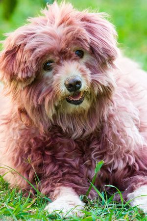 Image of a dog that is colored its hairの写真素材