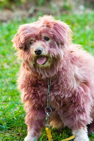 Image of a dog that is colored its hairの写真素材