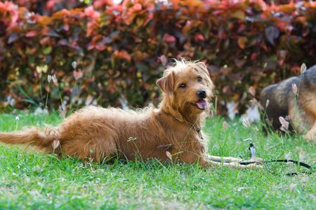 Image of a dog is sitting on grassの写真素材