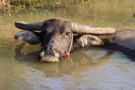 Buffalo is cooling off in the water.の写真素材