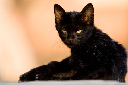 Image of a black cat with stone castle background.の写真素材
