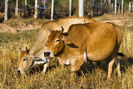 Two cows are grazing on grass in a rice field after harvest.の写真素材