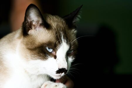 Image of a Asian cat is staring at something with mustache.の写真素材