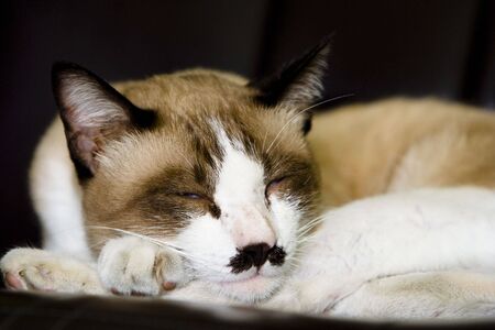 Image of a Asian cat is sleeping on a couch. And it looks funny with mustacheの写真素材