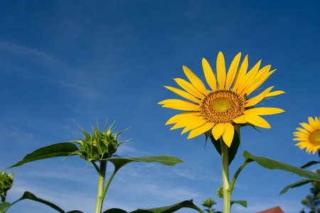 Sunflower in a field of sunflowersの写真素材