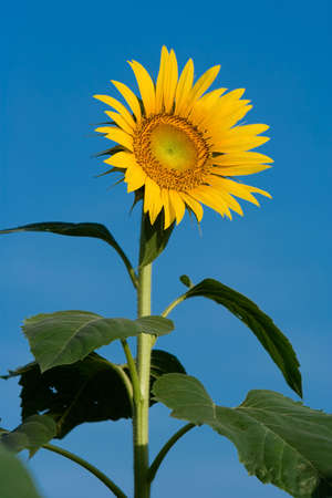 Sunflower in a field of sunflowersの写真素材