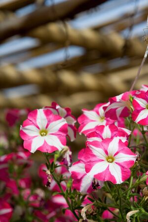 Colorful flowers in a garden.の写真素材