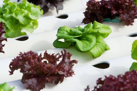 Hydroponic vegetable is planted in a garden.の写真素材