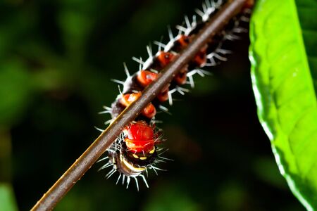 a caterpillar is climbing on a tree.の写真素材