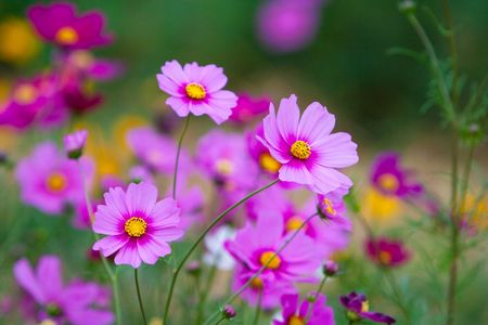 Beautiful pink blooming flowers with wonderful yellow pollen.の写真素材
