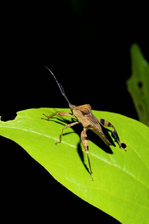 A closeup view of a large grasshopper on a leaf.の写真素材