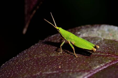 A closeup view of a large green grasshopper on a red leaf. の写真素材