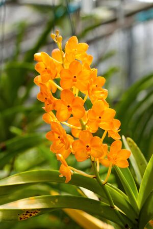 Image of yellow orchids in Thailand.の写真素材