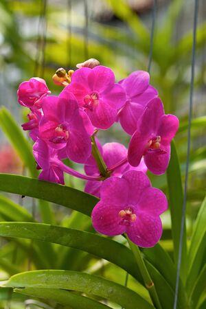 Image of magenta orchids in Thailand.の写真素材