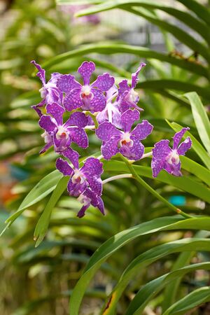 Image of magenta orchids in Thailand.の写真素材
