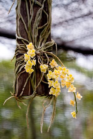 Image of yellow orchids in Thailand.の写真素材