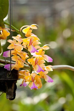 Image of yellow orchids in Thailand.の写真素材