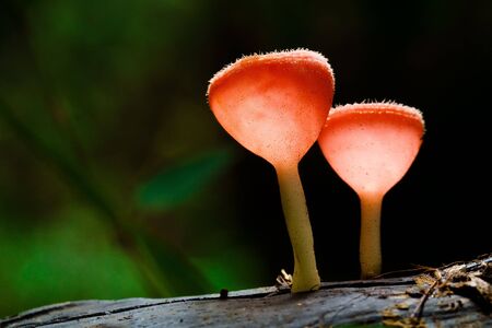 Red mushroom in the tropical rain forest.の写真素材