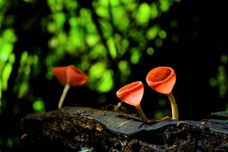 Red mushroom in the tropical rain forest.の写真素材