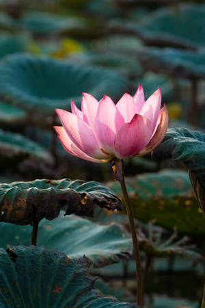 Image of blooming pink lotus in natural lake.の写真素材