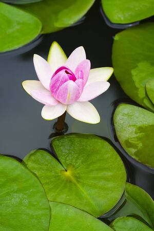 Colorful lotus flower with green leaf.の写真素材