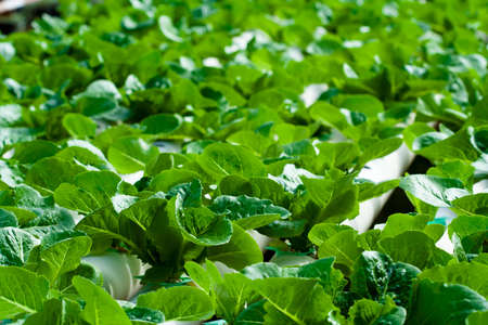 Hydroponic vegetable is planted in a garden.の写真素材