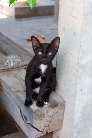 Closeup image of black cat is staring at us.の写真素材
