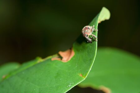 Closeup macro image of a bug lives on green leaf.の写真素材