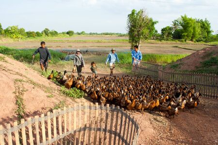 Agriculturist herding ducks back from rice field onto a truck to move them. Image was taken on 2009-06-14 in Thailand.のeditorial素材