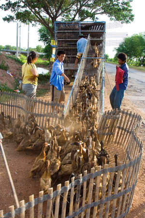 Agriculturist herding ducks back from rice field onto a truck to move them. Image was taken on 2009-06-14 in Thailand.のeditorial素材