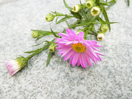 Daisy flowers bloom in gardenの写真素材