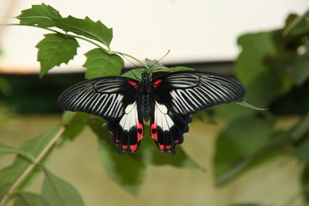 A beautiful black, white and red butterfly rests and feeds on a flower.の写真素材