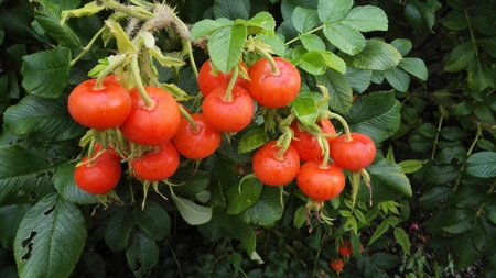 Tomatoesの写真素材